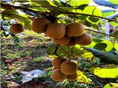 金陽(yáng)獼猴桃